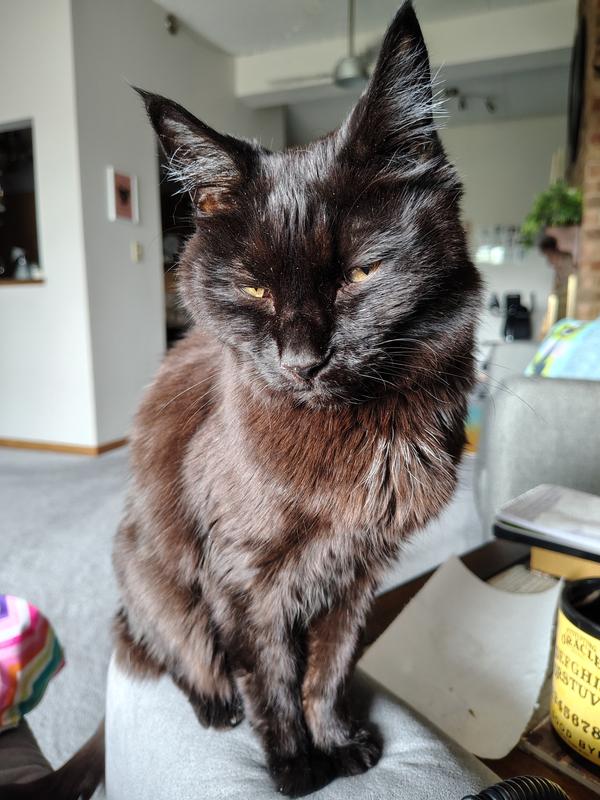 My 16yrs. old "Piewackit"