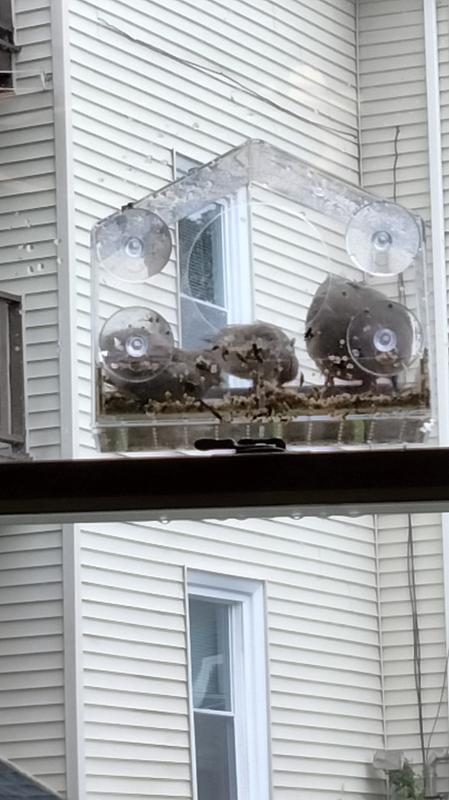 Dove and 2 finches enjoying their seed