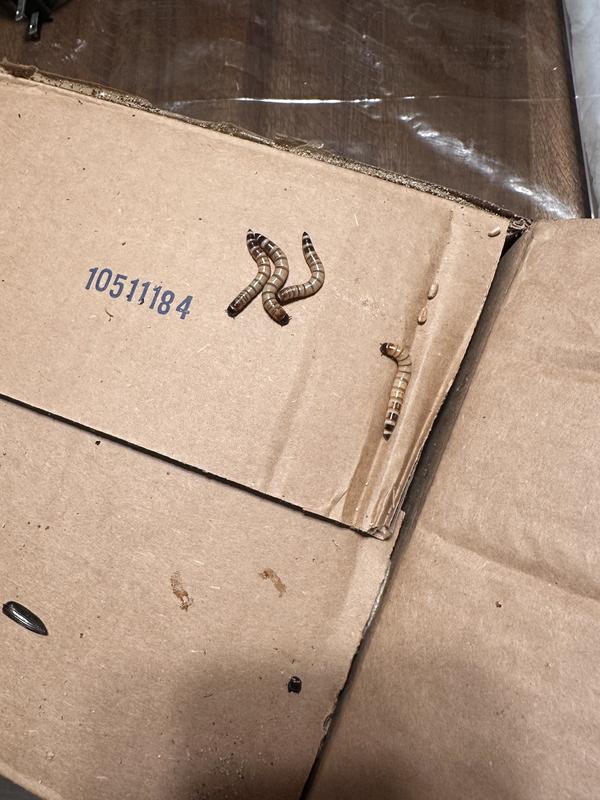 stray mealworms under cardboard flaps