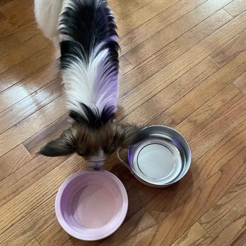 6 lb dog with bowls