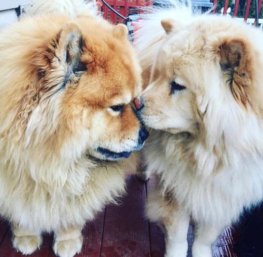 Chica and Oso.