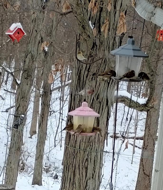 They flock to feeders with Audubon Park's Midwest blend