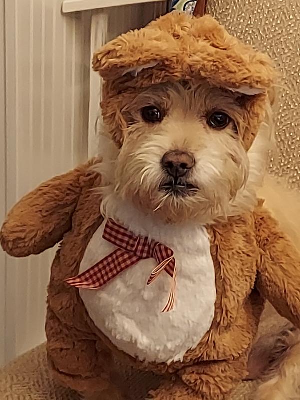 FRISCO Front Walking Teddy Bear Dog Cat Costume X Large Chewy