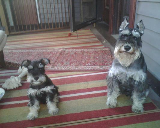 My favorite photo of Schnapps & baby Sigi; brings back such happy memories.