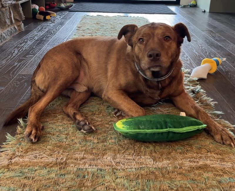My dog enjoys the pickle