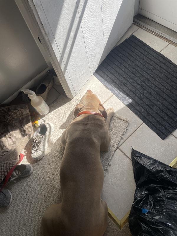 Anxiously waiting Chewy’s delivery