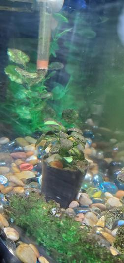 Fogged acrylic tank-mag-float