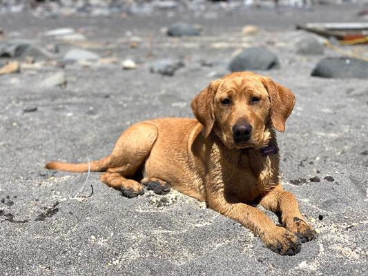 Our Whiskey dog!