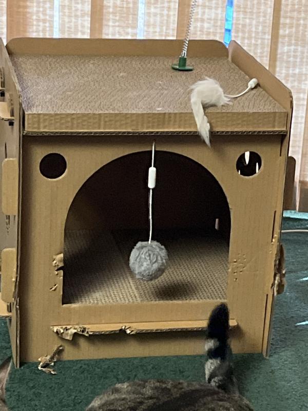 Chew marks and this is after 1 hour