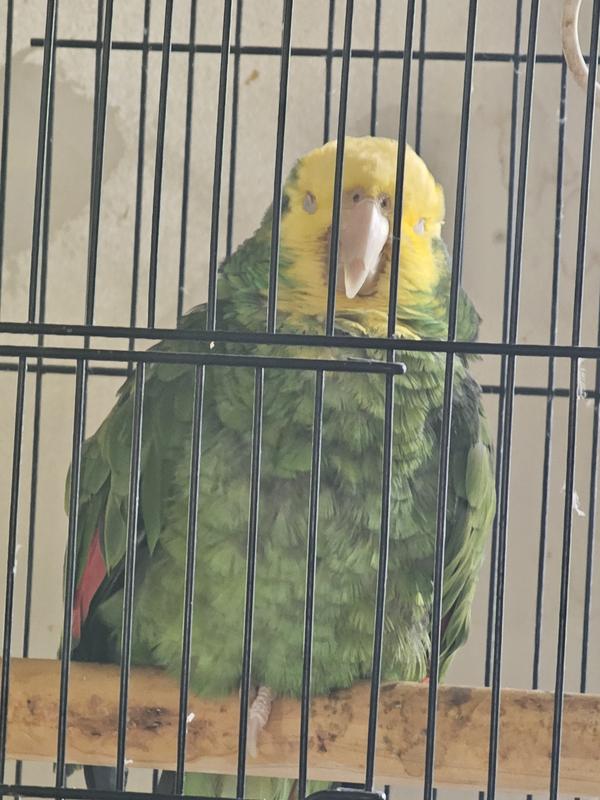 Mordred and the chew before removing foil