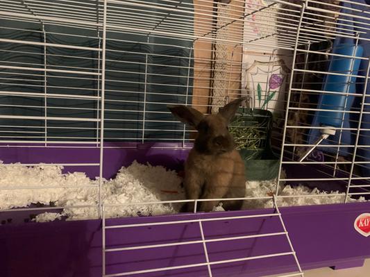 Kaytee dwarf rabbit kit best sale