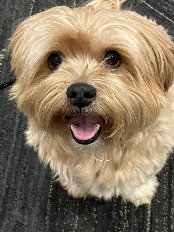 One happy dog!
