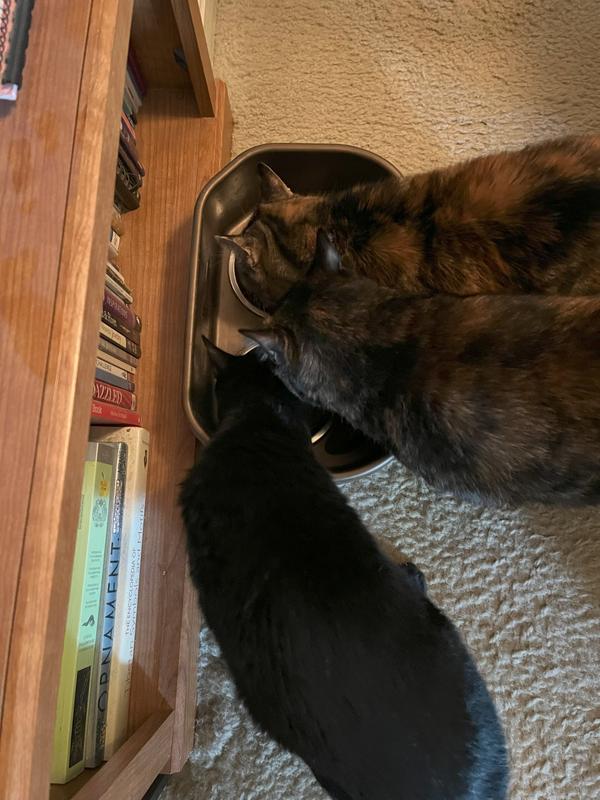 Josie, Bella, and Mitten diving into the new food (yum, yum, yum)