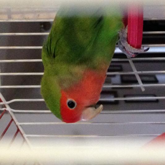 My lovebird E.B