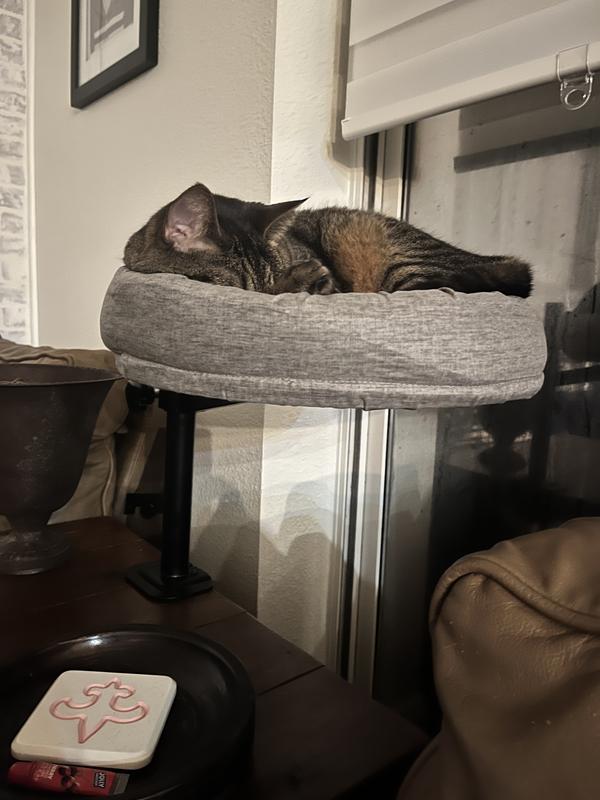 My 10lb girl all comfy