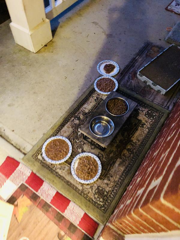 Tonight For Stray cats rest for shelter