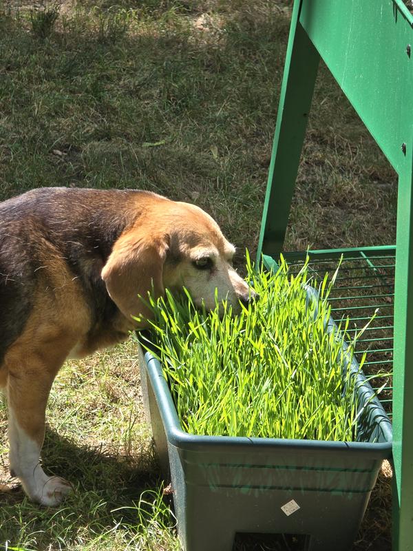 Bingo enjoying the grass!