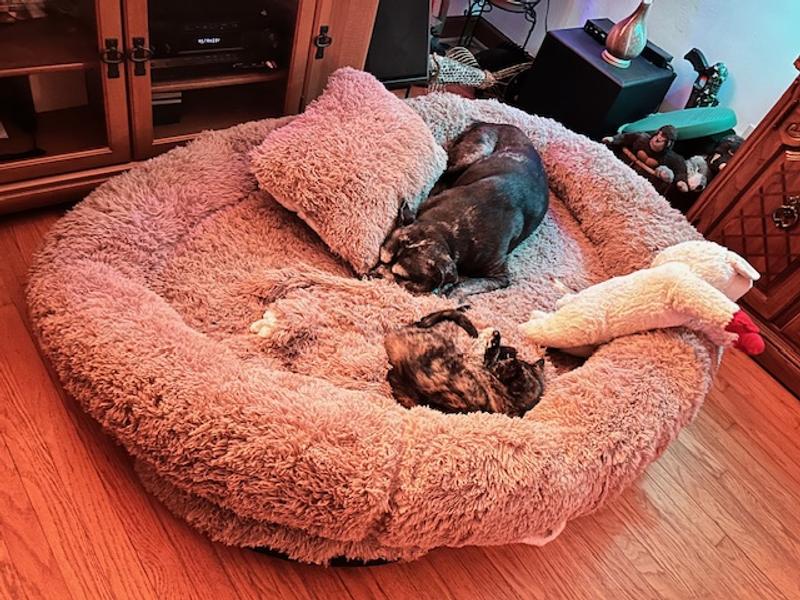 70+ lb dog and his friend the cat
