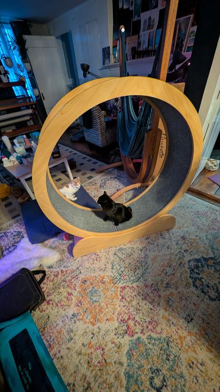 9 month old kitten PomPom taking the wheel for a test drive