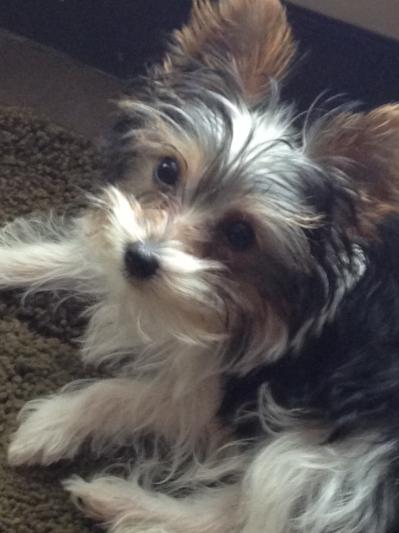 Maci our 7 month old 2 lb 5 oz Parti Yorkie
