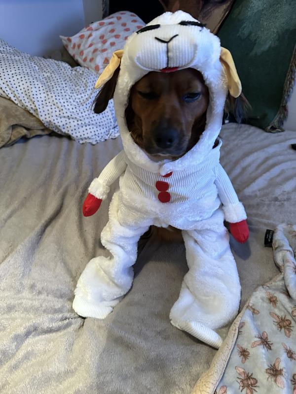 My little Genesis as Lambchop