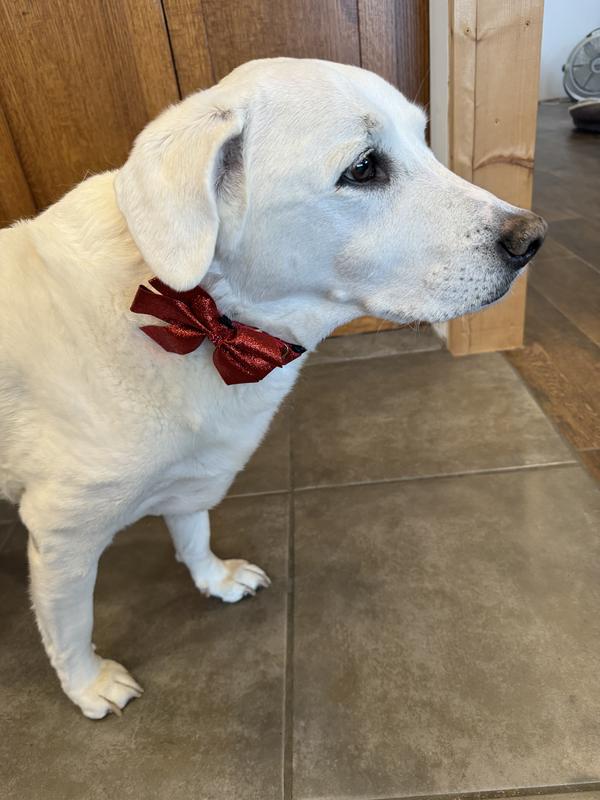Frisco Wedding Removable Bow Tie Dog Collar