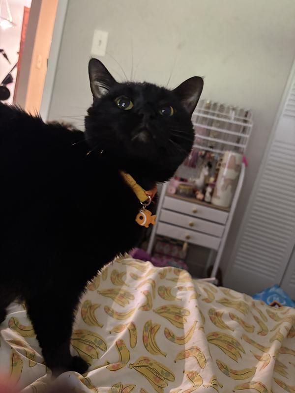 Small crunchy and cute