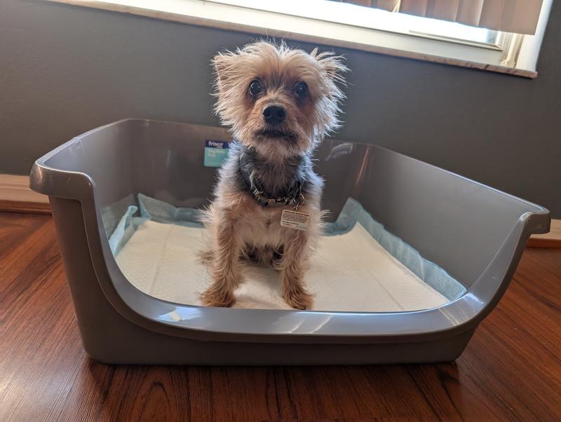10lb Yorkie size reference