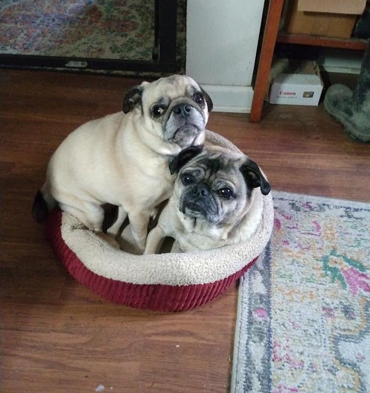 Senior pugs readily eat the supplement