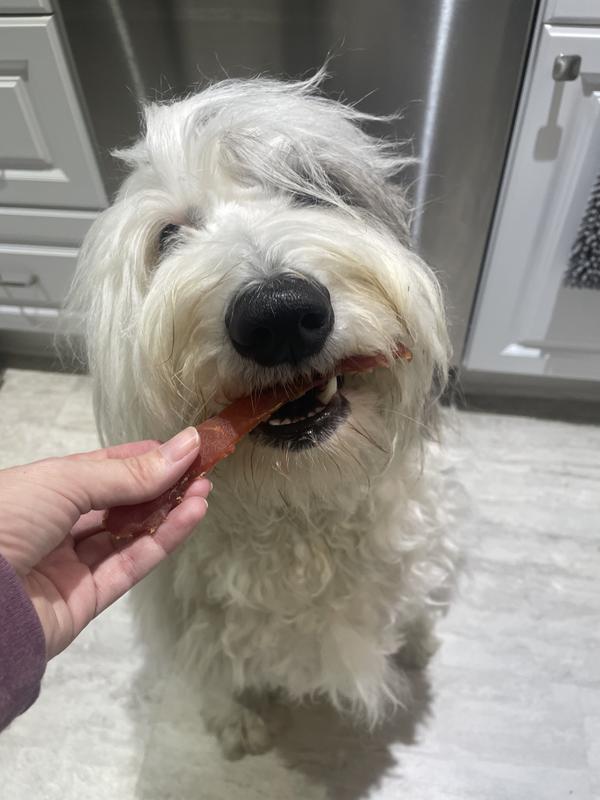 Dog eating Jerky