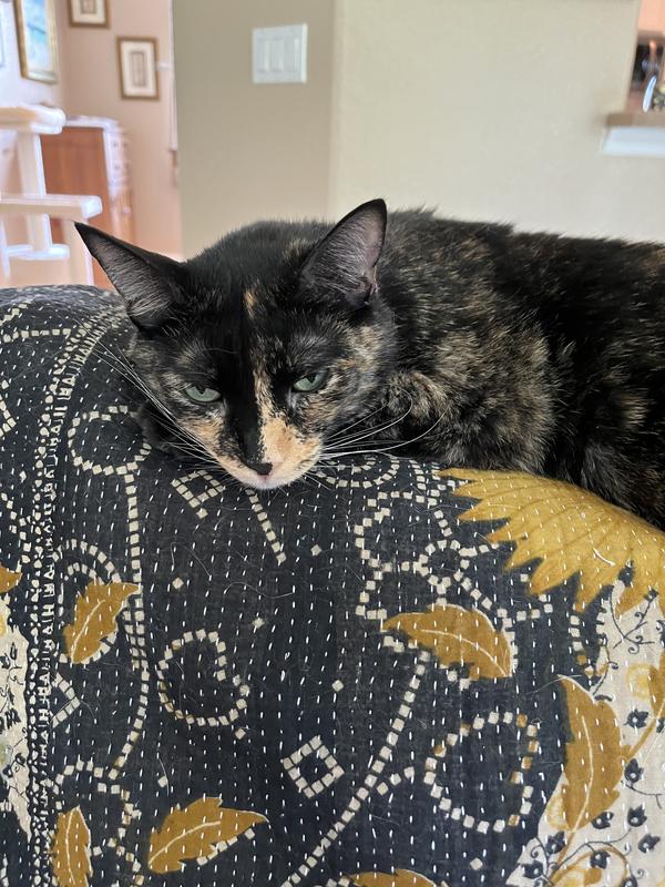 Annabel’s favorite napping spot!