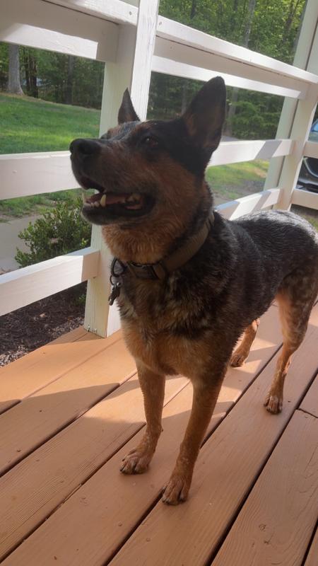 Begging for more food