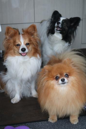 Puppas Three!