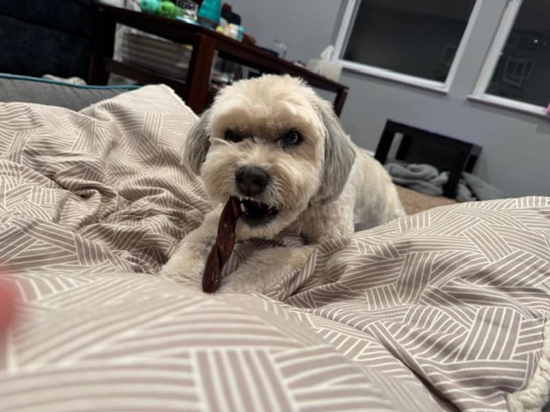 Enjoying her chew in bed!