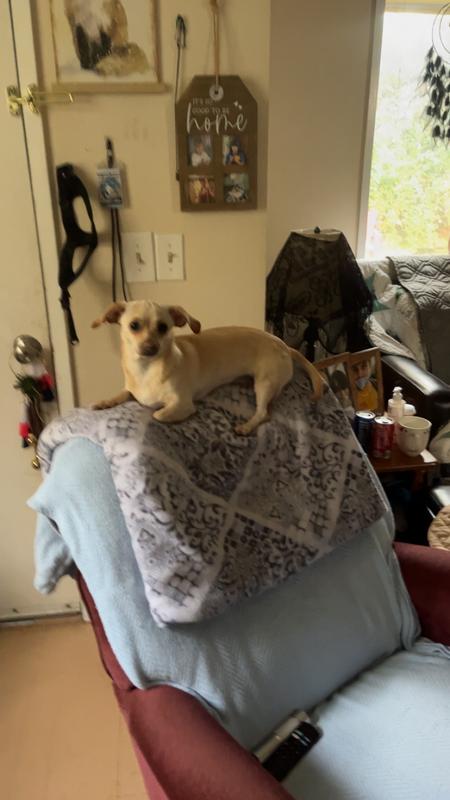 She’s a happy healthy chiweenie puppy