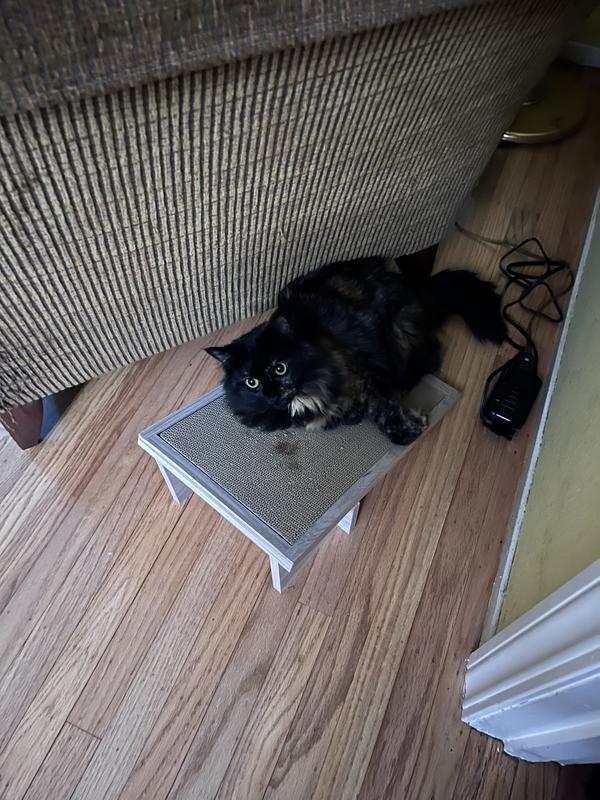 Sorry the dog got it dirty the first day we had it.