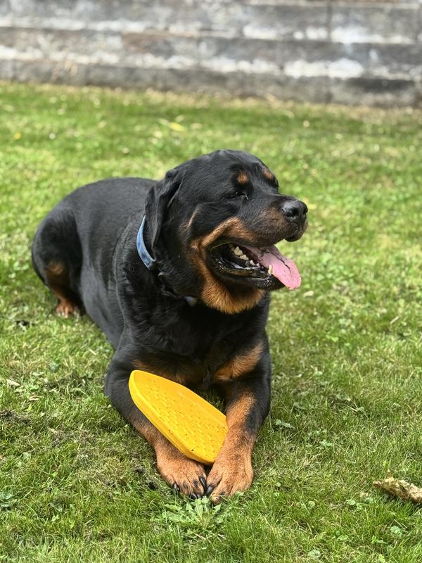 Jax and his new frisbee