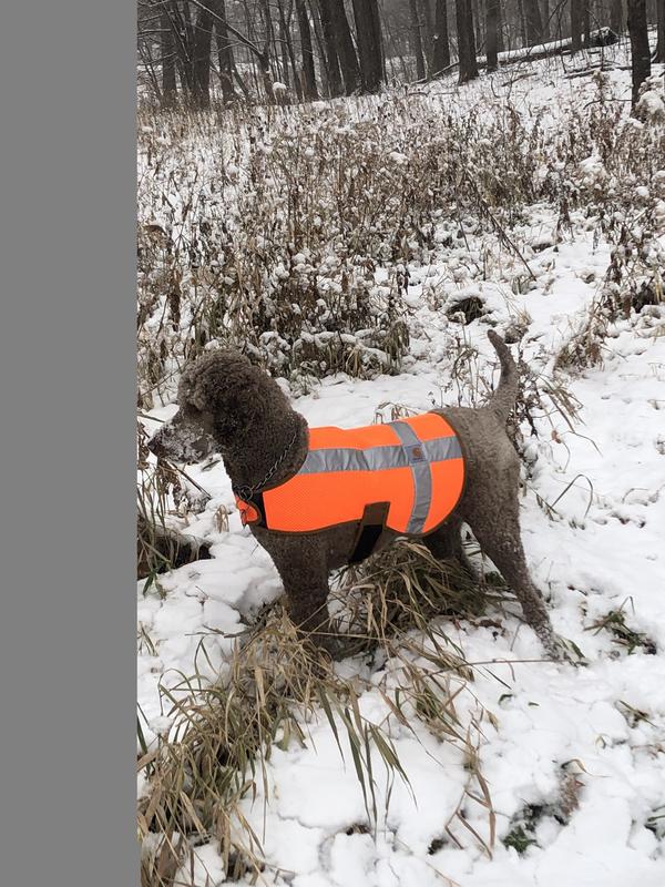 Standard Poodle - Size Medium (60 lbs)