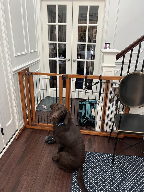 Chocolate lab sitting beside gate near stairs