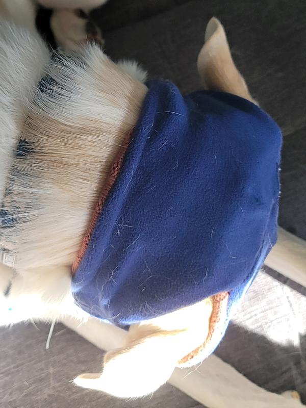 A shot from the back. His ears seem comfortable through the holes.