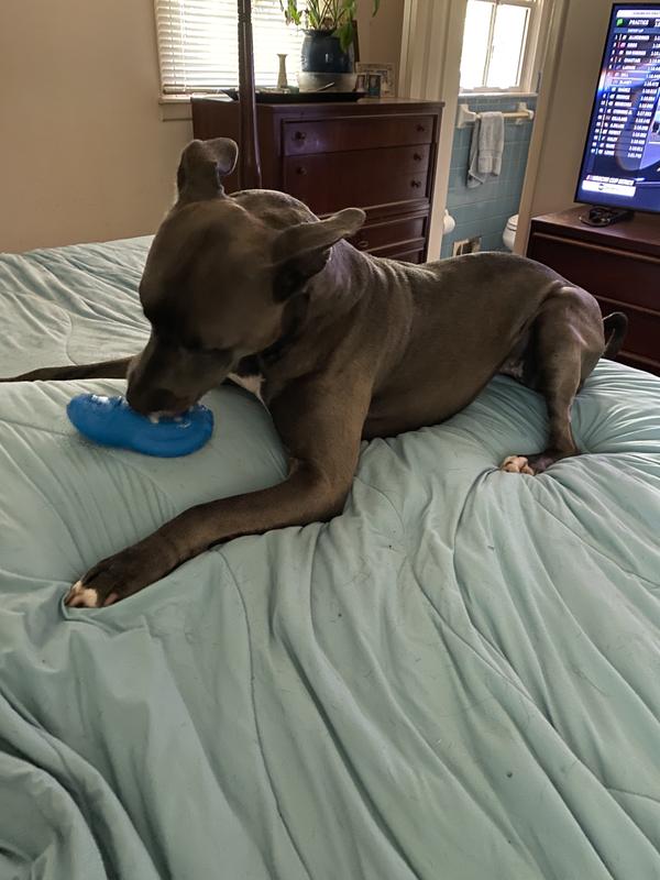 Yummy healthy enrichment treat