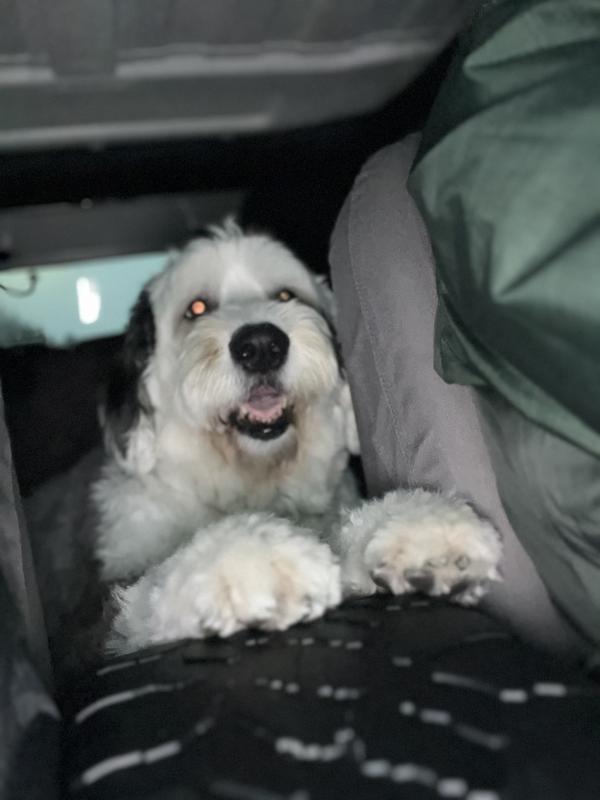 Happiest pooch ever!