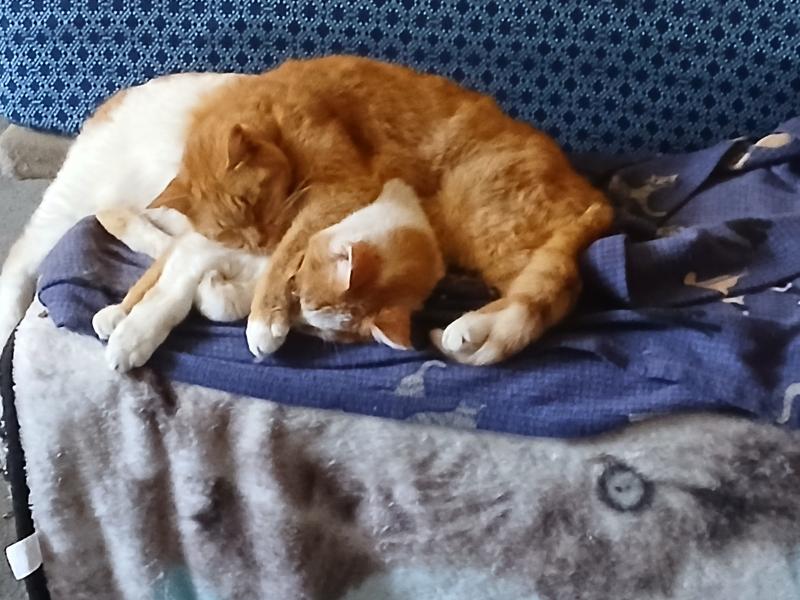 Tommy-O with his buddy Thomas Benedict Cumbercat