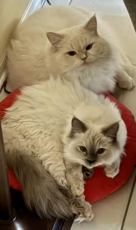 My babies love this cat litter
