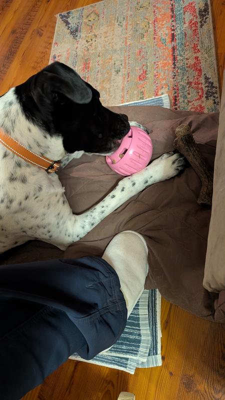 Jett and her Pupscicle