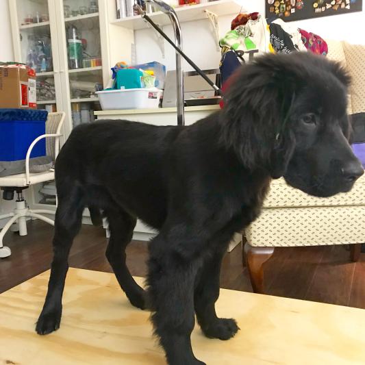 Master Equipment Dog Grooming Arm with Clamp, 36-inch