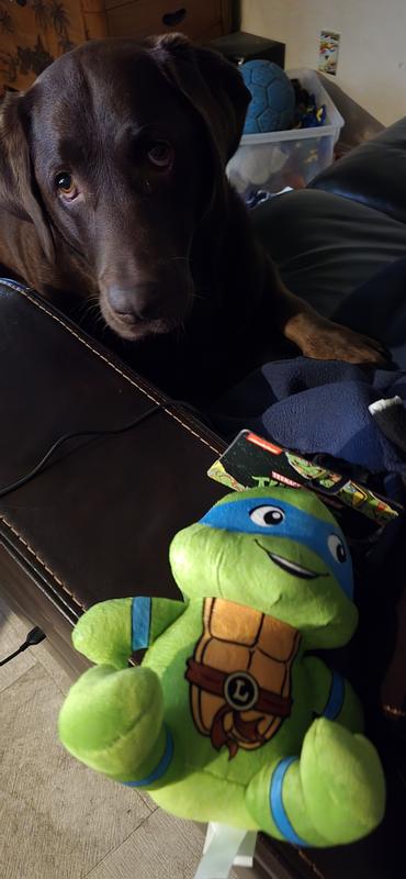 Scout took it out of the packing box