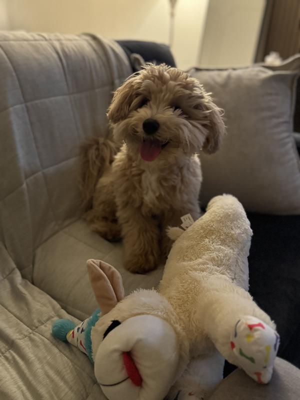 He loves lamby