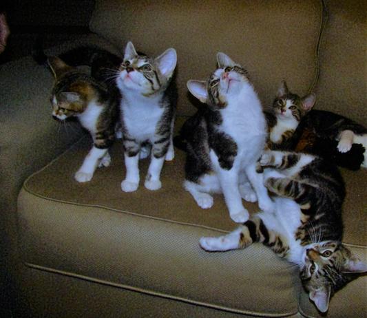 The Brat Pack when they were innocent.Notice the claws.LOL