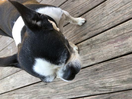 Our 13 year old Boston terrier